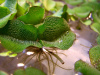 Сальвиния Плавающая  (Salvinia)
