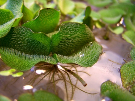 Сальвиния Плавающая  (Salvinia)