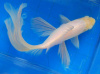 Золотая рыбка Комета белая (Goldfish comet white)