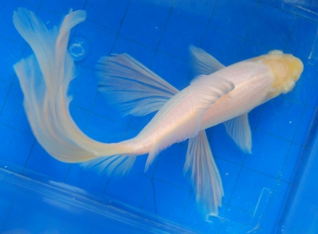 Золотая рыбка Комета белая (Goldfish comet white)