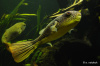 Тетрадон Мбу (Tetraodon mbu) Гигантский 25 см