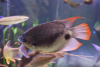 Гурами Гигантский Краснохвостый (Osphronemus laticlavius)