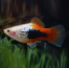 Пецилия красно белый смокинг  (Xiphophorus maculatus Red & white tuxedo Platy)