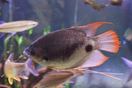 Гурами Гигантский Краснохвостый (Osphronemus laticlavius)