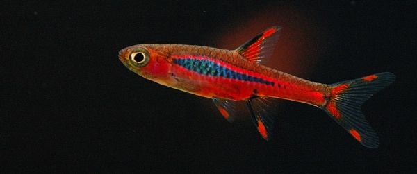 Микрорасбора Бригитты (Boraras brigittae)
