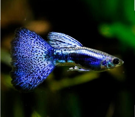 Гуппи голубая трава (Guppy Blue grass)
