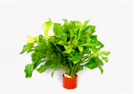 Альтернантера бетзикиана зеленая (Alternanthera bettzickiana Green)