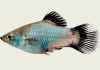 Пецилия голубая чернохвостая (Xiphophorus maculatus blue blacktail)