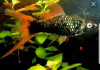 Меченосец Геллера черный Красноплавничный (Xiphophorus helleri Black)