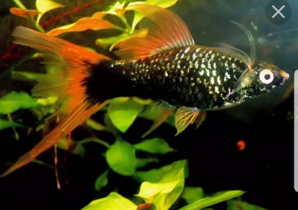 Меченосец Геллера черный Красноплавничный (Xiphophorus helleri Black)