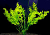 Апоногетон ульвовидный  (Aponogeton ulvaceus)