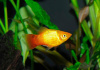 Пецилия солнечная закат (Xiphophorus maculatus sunset Platy) сансэт