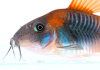 Коридорас Венесуэла орандж сом (Corydoras venezuelanus)