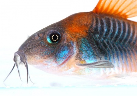 Коридорас Венесуэла орандж сом (Corydoras venezuelanus)