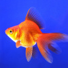 Риукин красный с широким хвостом (Goldfish Ry1ail)