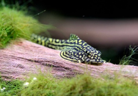 Севилия Линеолата  Псевдоскат  (Sewellia Lineolata) сом