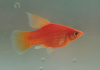 Пецилия красная высокоплавничная (Xiphophorus maculatus red hifin Platy)