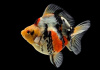 Риукин трехцветный короткохвостый (Goldfish Ryukin tricolour short tai)