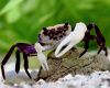 Краб Панда Борнео Krab Panda - (Lepidothelphusa cognetti) самец