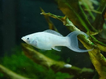 Моллинезия снежинка лирохвостая (Poecilia latipinna Silver lyretail Molly)