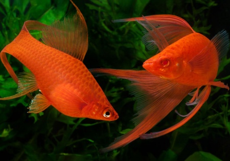 Меченосец Геллера красный лирохвостый (Xiphophorus helleri Red Lyretail)