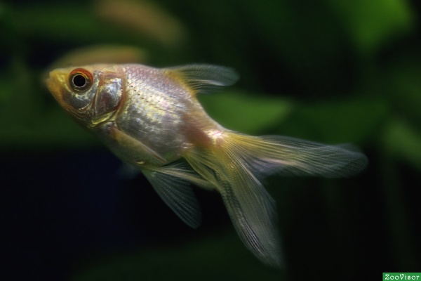 Риукин белый с широким хвостом (Goldfish Ryukin whit-broad tail)