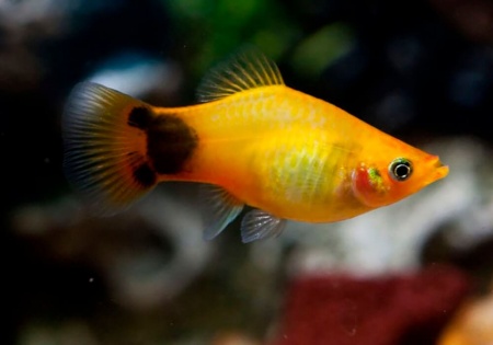 Пецилия солнечная Микки Маус  (Xiphophorus maculatus sunburst Mickey Mouse Platy)