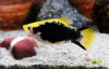 Пецилия золотая комета смокинг  (Poecilia Tuxedo Golden Comet Platy)