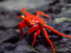 Краб Ред Руби (Geosesarma sp.) Томат  Самец