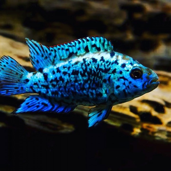 Цихлазома Блю Демпси (Rocio octofasciata Blue Jack Dempsey) 3,5-4,5 см