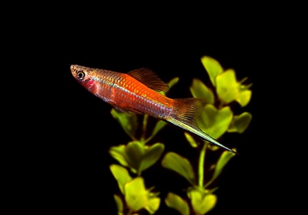 Меченосец Геллера неоновый (Xiphophorus helleri Neon)