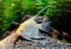Скалярия Белая бриллиантовая (pterophyllum diamond)