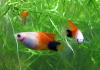 Пецилия красно-белая Микки Маус (Xiphophorus maculatus white-red Mickey Mouse Platy)