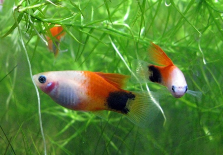 Пецилия красно-белая Микки Маус (Xiphophorus maculatus white-red Mickey Mouse Platy)