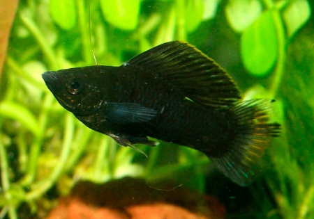 Моллинезия Велифера  Черная Нигра парусная (Poecilia velifera)
