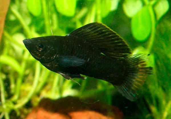 Моллинезия Велифера  Черная Нигра парусная (Poecilia velifera)