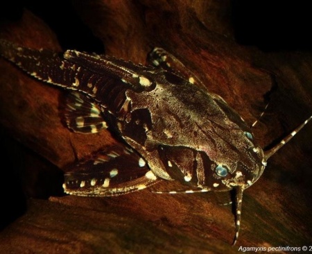 Агамикс Звездчатый сом (Agamyxis albomaculatus) 