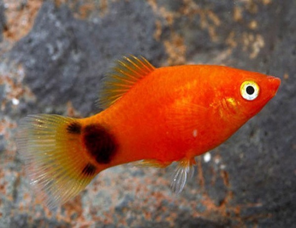 Пецилия красная Микки Маус  (Xiphophorus maculatus red Mickey Mouse Platy)