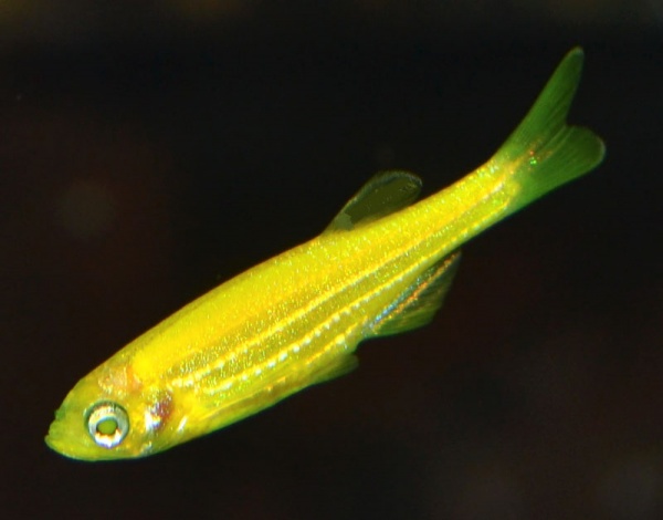 Данио рерио Глофиш желтый (Danio rerio glofish)