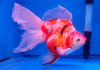 Риукин сакура короткохвостый (Goldfish Ryu1