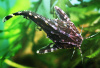 Агамикс Звездчатый сом (Agamyxis albomaculatus) 