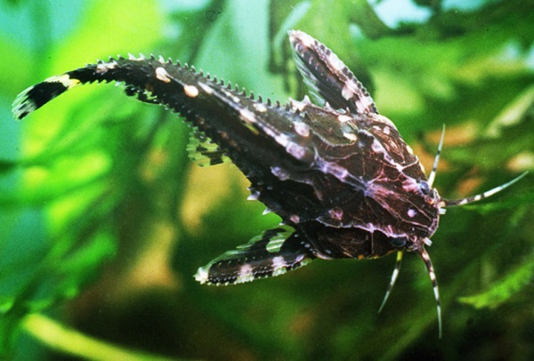 Агамикс Звездчатый сом (Agamyxis albomaculatus) 