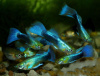 Гуппи синий неон (Poecilia reticulata neon blue)