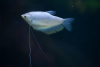 Гурами Лунный (Trichogaster microlepis) 5 см