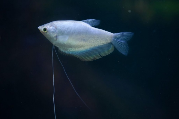 Гурами Лунный (Trichogaster microlepis) 5 см