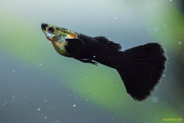 Гуппи черный монах (Guppy black smoking)