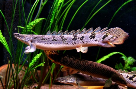 Полиптерус Дельгези (Polypterus delhezi) 5-7 см