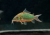 Коридорас Изумрудный Брохис (Corydoras splendens) сом 2-2,5 см 