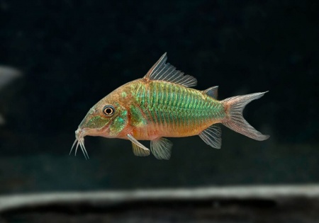 Коридорас Изумрудный Брохис (Corydoras splendens) сом 2-2,5 см 