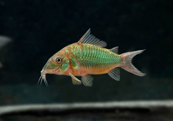 Коридорас Изумрудный Брохис (Corydoras splendens) сом 2-2,5 см 